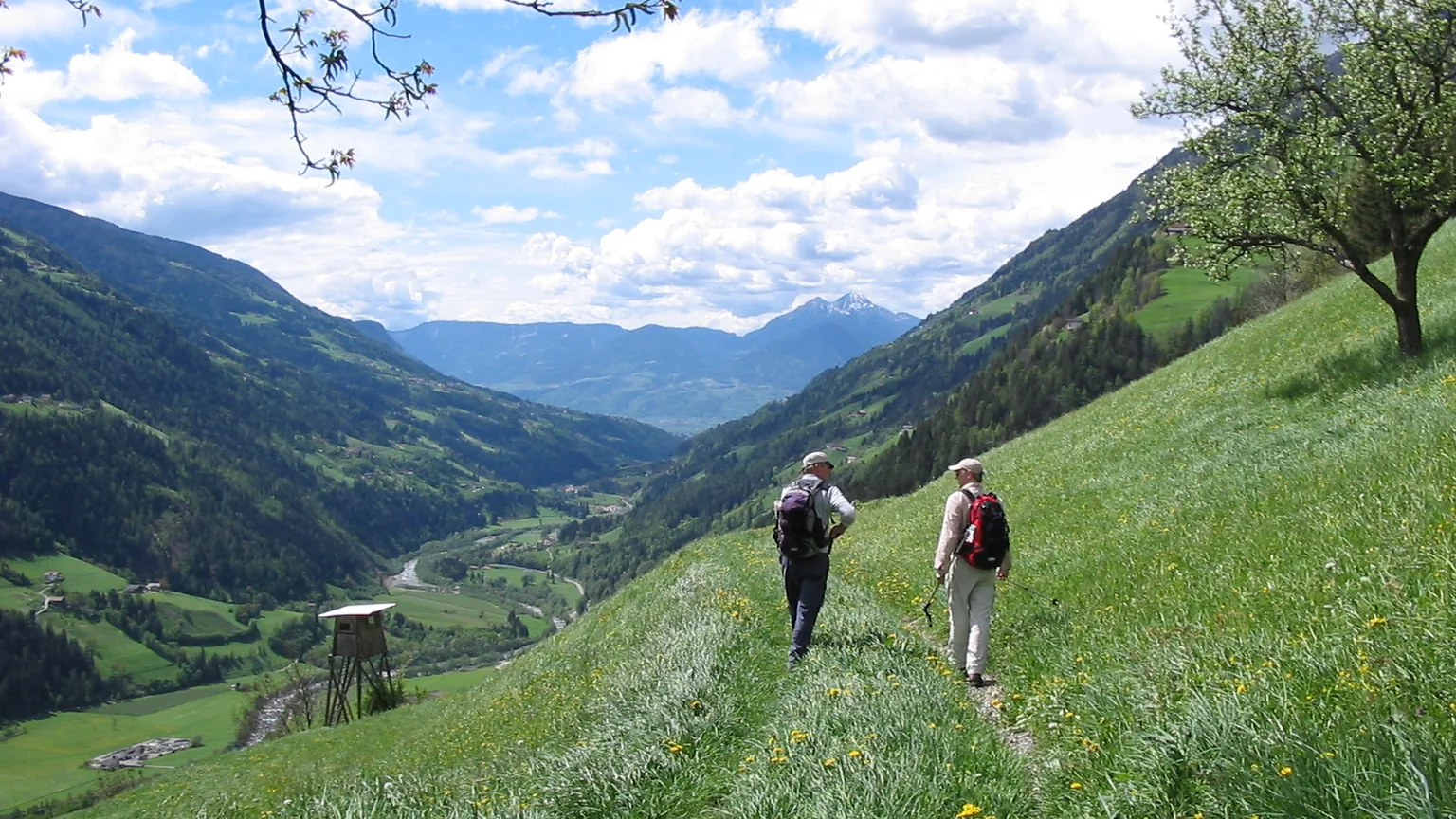 Wandelaars op een bergpad tussen bloemenweides in de Alpen